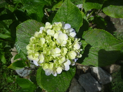 Hydrangea
