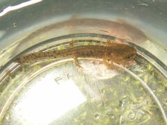 Salamandra salamandra