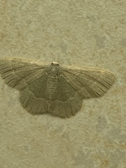 Chlorochlamys phyllinaria