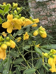 Senna corymbosa