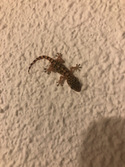 Gekkota