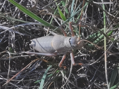 Ephippiger terrestris