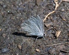 Celastrina neglecta