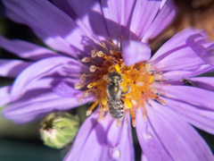 Halictus tripartitus