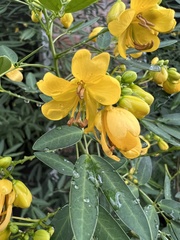 Senna corymbosa