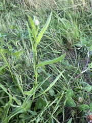 Centaurea jacea