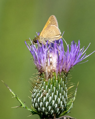 Polites themistocles