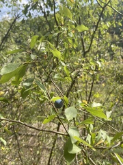 Prunus spinosa
