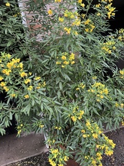 Senna corymbosa