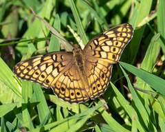 Euptoieta claudia