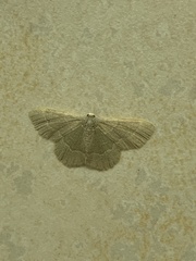 Chlorochlamys phyllinaria