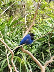 Cyanocorax caeruleus