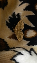 Pelurga comitata