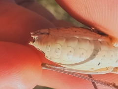 Ephippiger terrestris