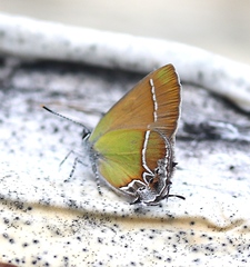 Callophrys xami