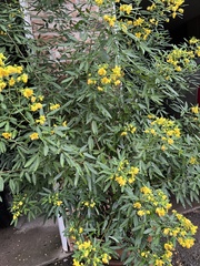 Senna corymbosa