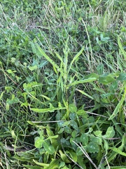 Centaurea jacea