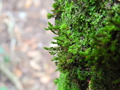 Cryphaea heteromalla