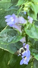 Bombus impatiens