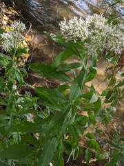 Eupatorium cannabinum