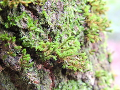 Cryphaea heteromalla