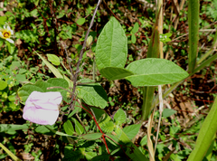Centrosema virginianum