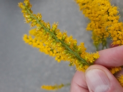 Solidago canadensis