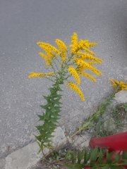 Solidago canadensis