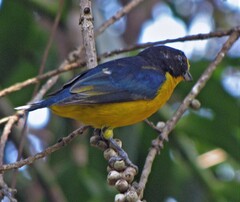 Euphonia violacea