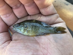 Lepomis cyanellus