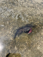 Pachygrapsus crassipes