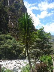 Furcraea andina