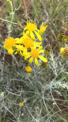 Senecio flaccidus