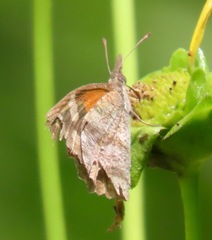 Libytheana carinenta