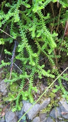 Selaginella helvetica