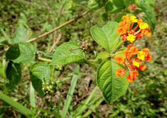 Lantana camara