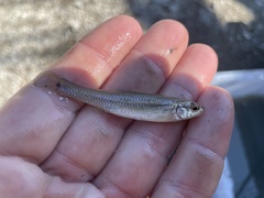 Pimephales notatus