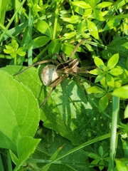 Lycosidae