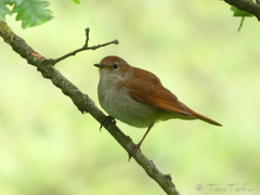 Luscinia megarhynchos