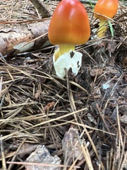 Amanita