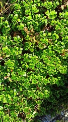 Arctostaphylos uva-ursi
