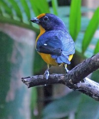 Euphonia violacea
