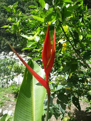 Heliconia