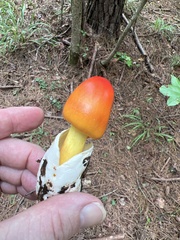 Amanita