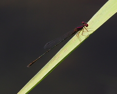 Enallagma dubium