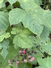 Rubus odoratus