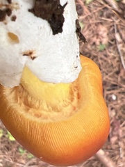 Amanita