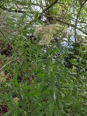 Eupatorium cannabinum