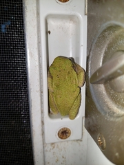 Hyla versicolor