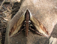 Sphinx kalmiae